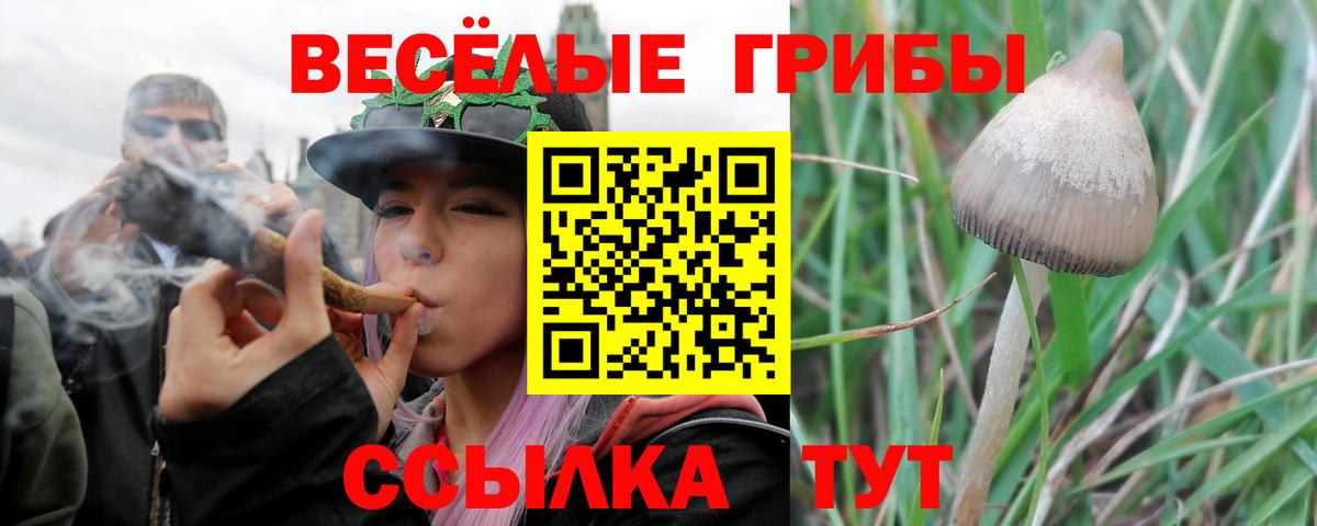Галлюциногенные грибы мицелий  цены   Братск  Псилоцибиновые грибы Cubensis  Вход с VPN 